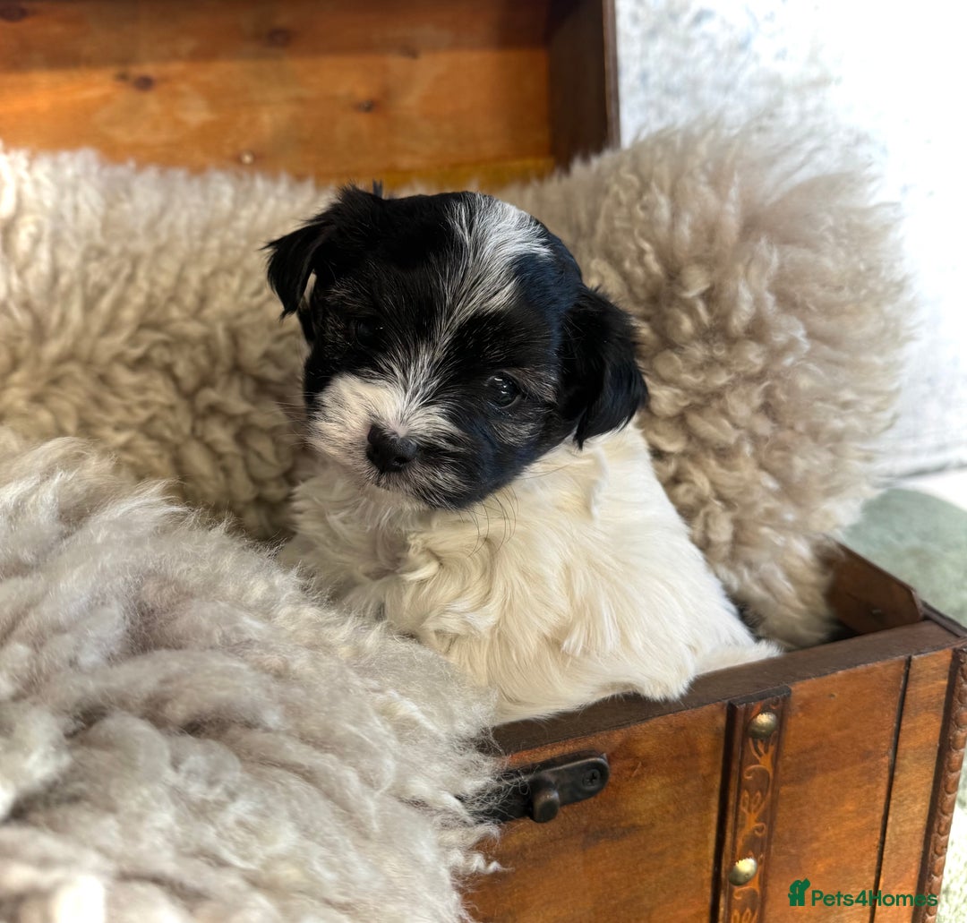 Maltese dogs for sale: Maltese x terrier - Advert 13