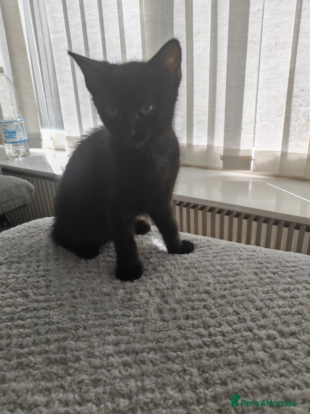 Mixed Breed cats for sale: Kittens - Image 3