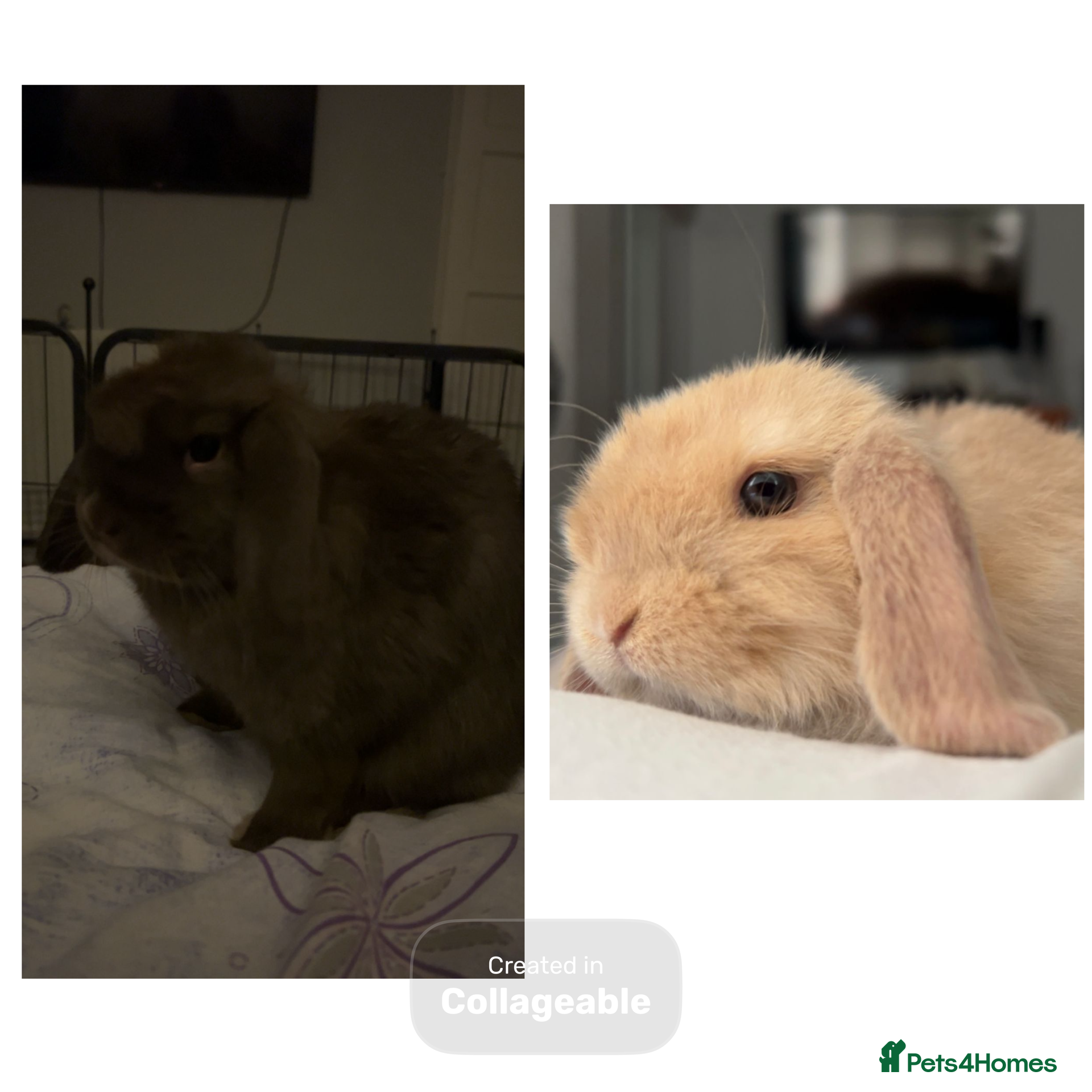 Mini Lop rabbits Two baby mini lops and accessories pls read  - Advert 1