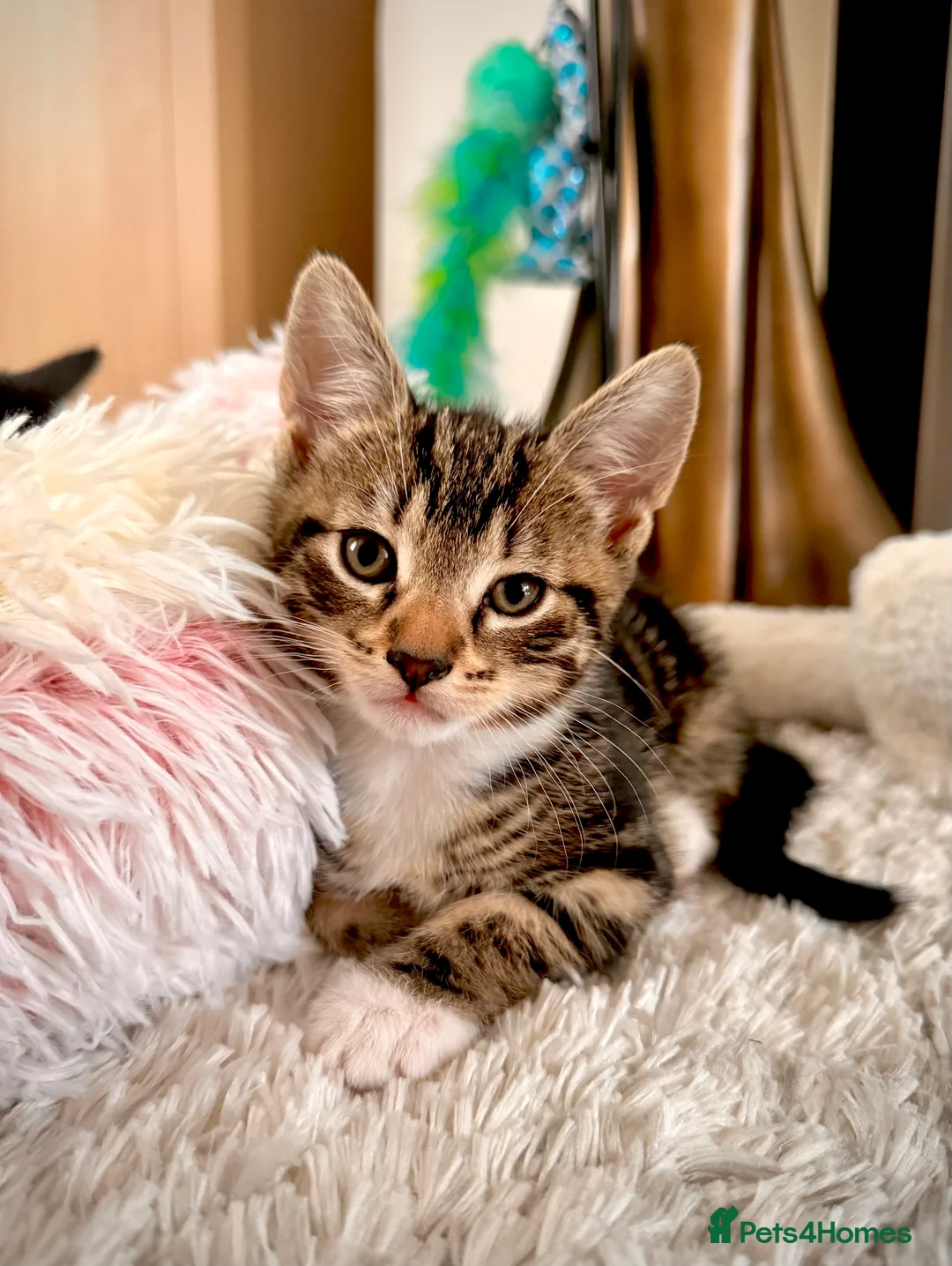 Mixed Breed cats for sale: Three kittens are looking for their homes 🐾 - Advert 4