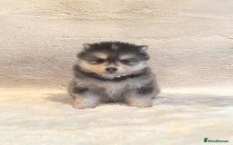 Pomsky dogs for sale: perfect husky markings Pomsky puppies for sale - Image 3