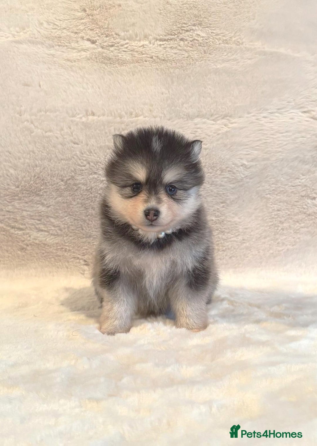 Pomsky dogs for sale: perfect husky markings Pomsky puppies for sale - Image 3