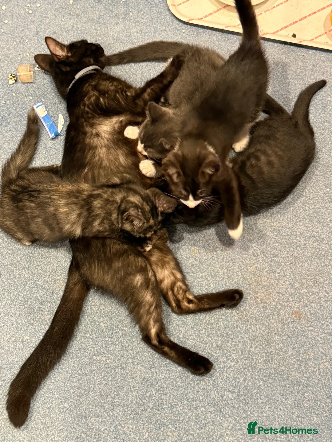 Mixed Breed cats for sale: Kittens for sale in Ashford - Advert 2