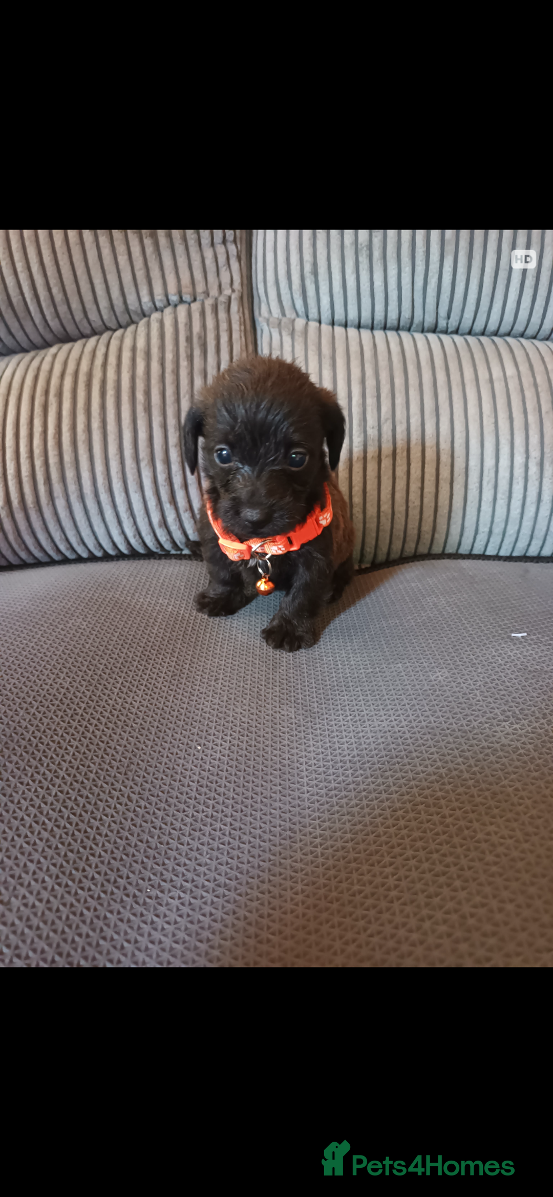 Mixed Breed dogs for sale: Dachshund x Chiwawa  - Image 4