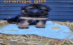 German Shepherd dogs for sale: German shepherd puppies  - Image 6