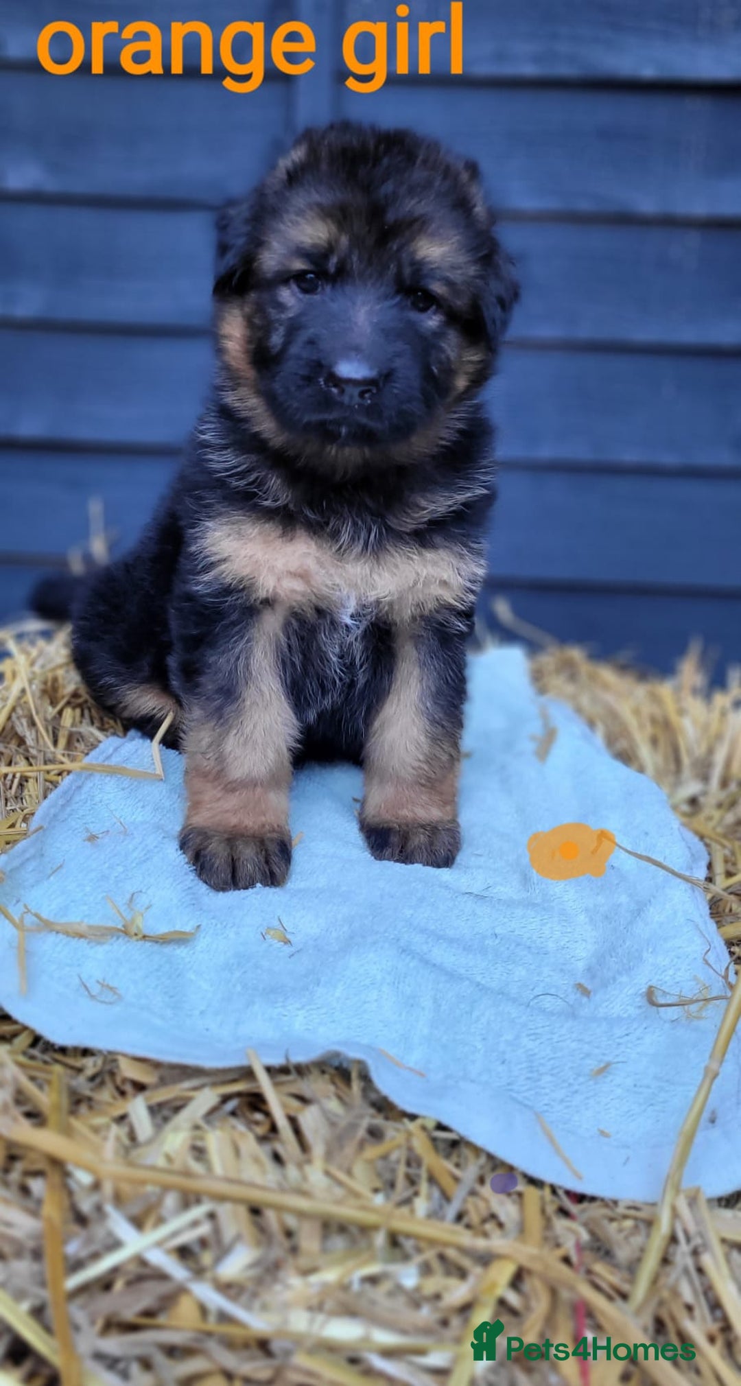 German Shepherd dogs for sale: German shepherd puppies  - Image 6