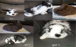 Mini Lop rabbits for sale: Pedigree mini lops  - Image 1