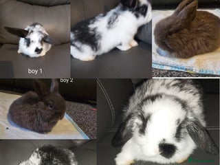 Mini Lop rabbits - Advert 1