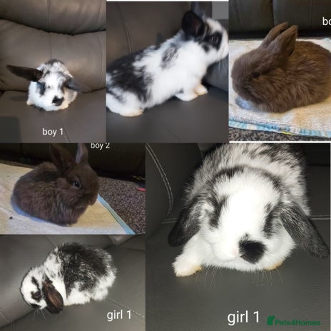 Mini Lop rabbits - Advert 1