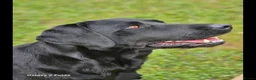 Labrador Retriever dogs for sale: KC REG STUNNING BLACK LITTER HEALTH TESTED PARENTS - Advert 8