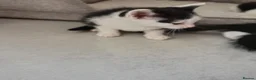 Mixed Breed cats for sale: Beautiful 8 week old 🐈‍⬛ - Advert 6