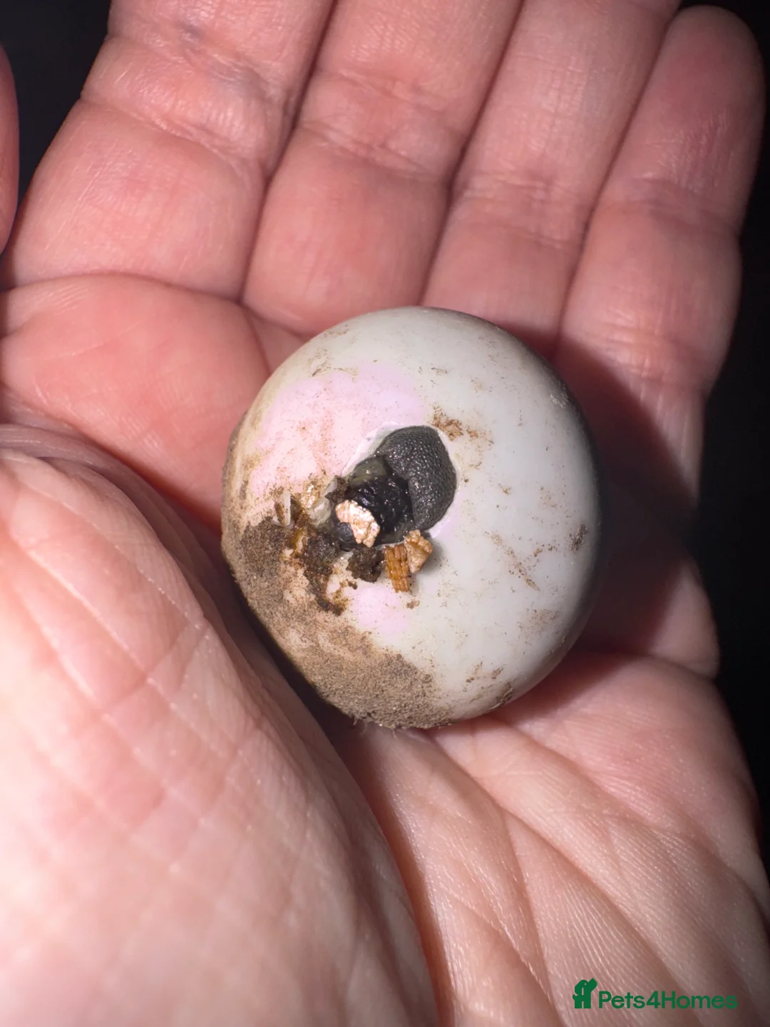 Tortoise reptiles for sale: Hatchling spur thigh tortoises  - Advert 3