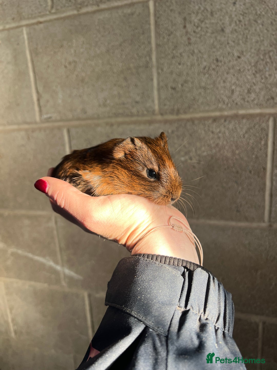 Guinea Pig rodents for sale: Three lovely boys looking for their forever home!  - Advert 8