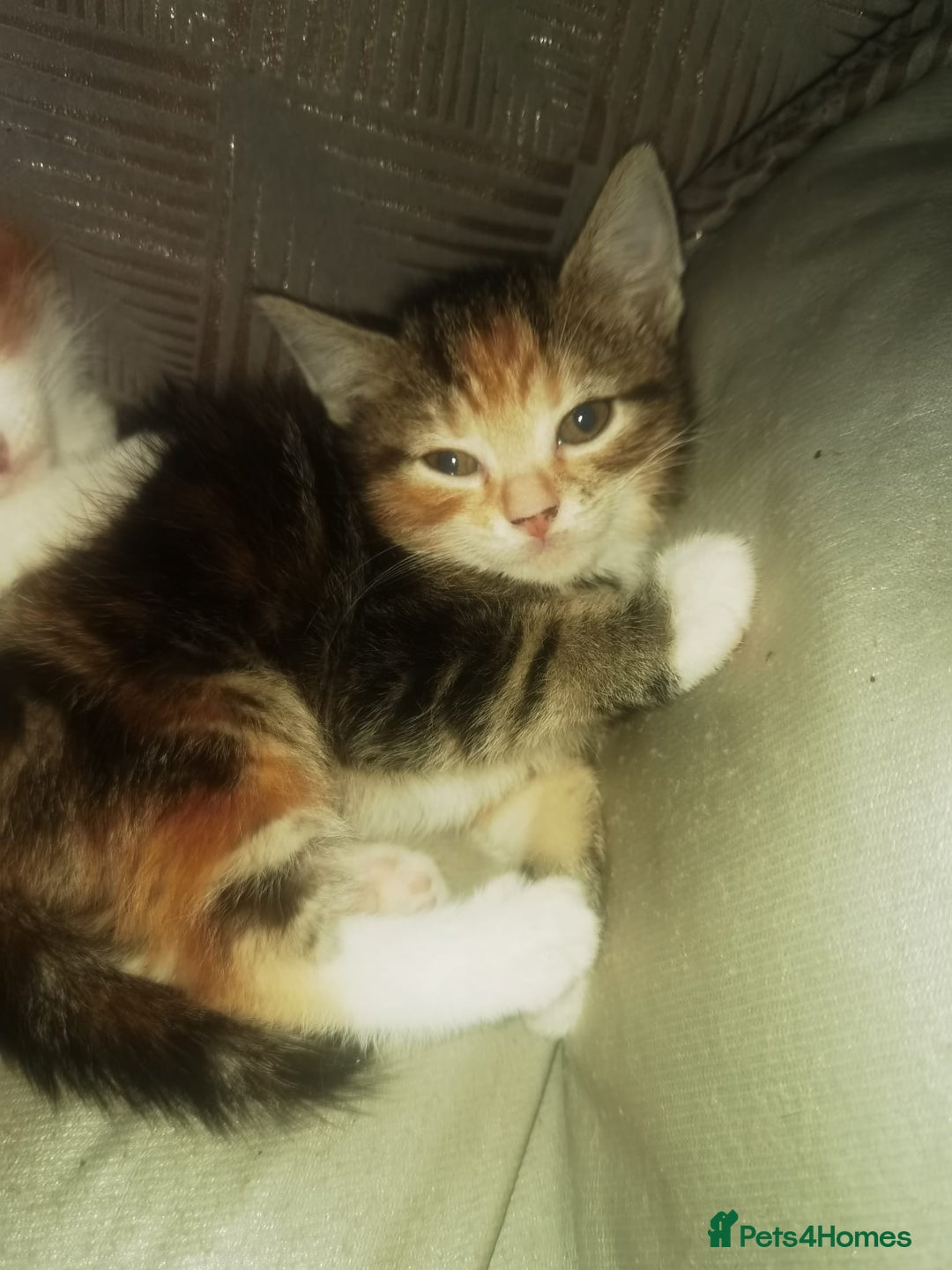 Mixed Breed cats for sale: Gorgeous Ginger and Tabby kitten - Advert 7