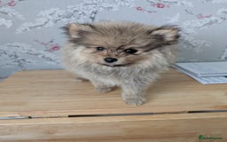 Pomeranian dogs for sale: Beautiful pups - Image 2