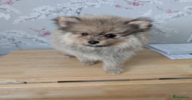 Pomeranian dogs - Advert 15