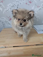 Pomeranian dogs - Advert 4