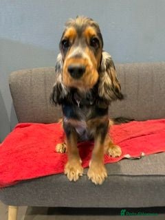 Cocker Spaniel dogs Gorgeous KC Reg Show Cocker Spaniels  - Advert 2