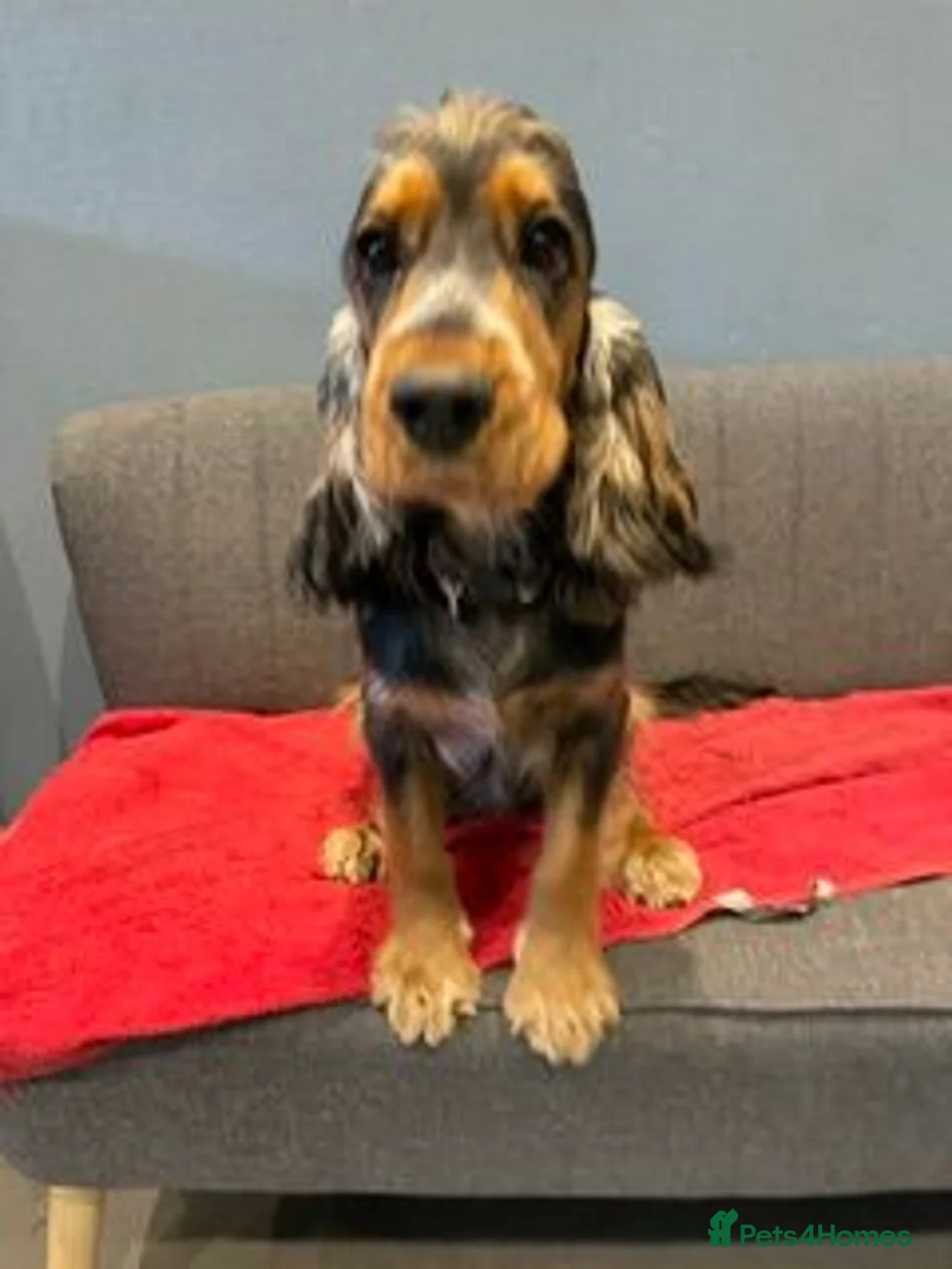Cocker Spaniel dogs for sale: Gorgeous KC Reg Show Cocker Spaniels  - Advert 2