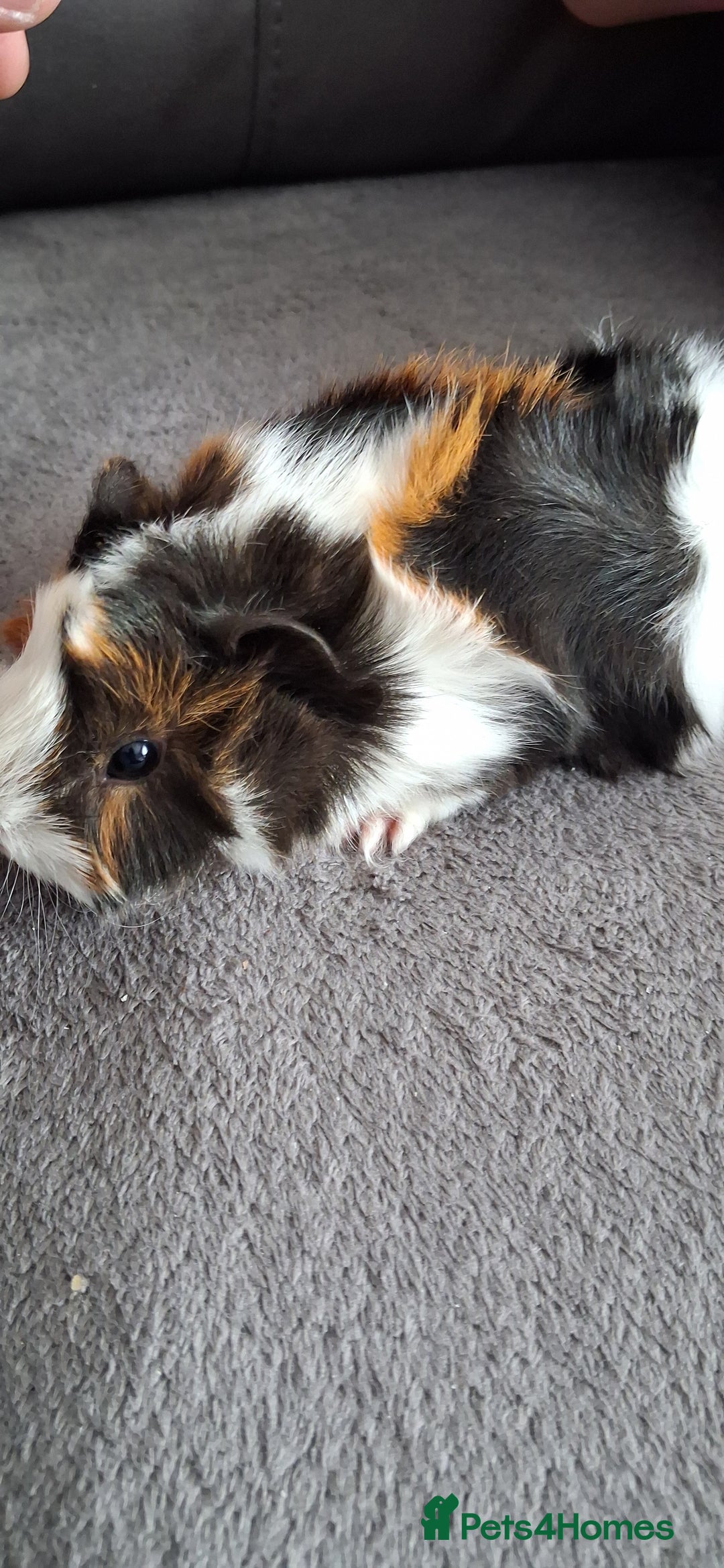 Guinea Pig rodents for sale: 3 girls 5 boys ready to leave - Image 10