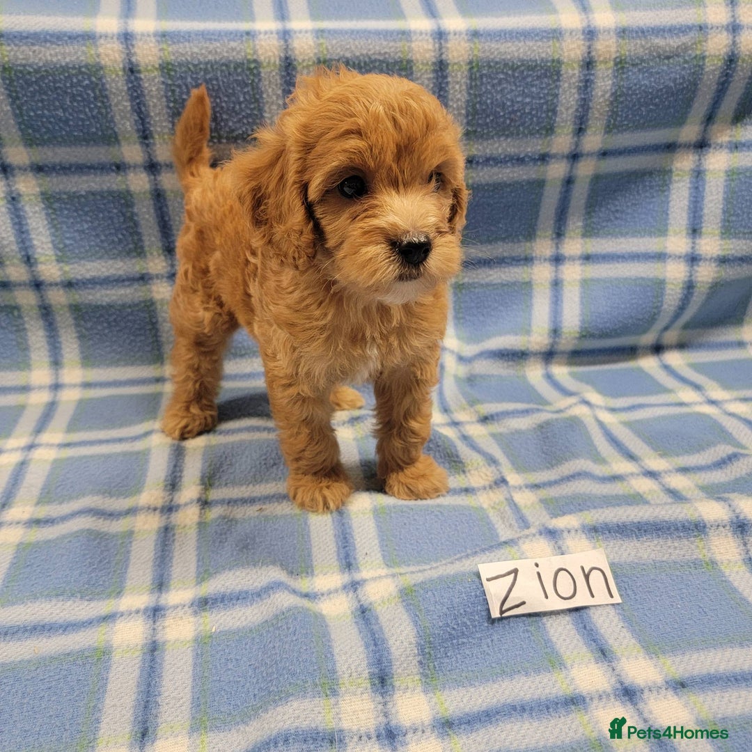 Mixed Breed dogs for sale: Ziggy pedigree cockapoo 7wkse - Image 3