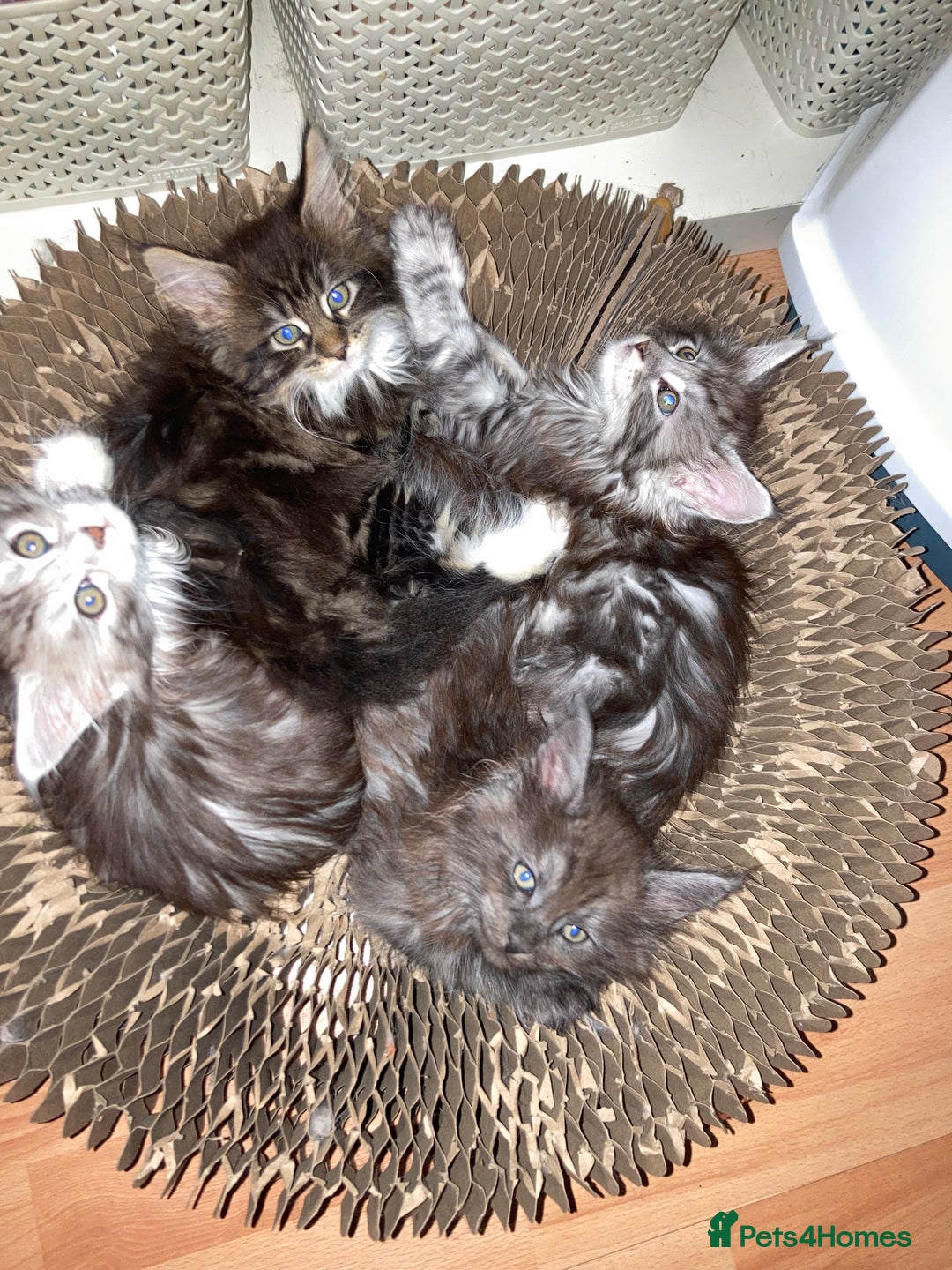 Maine Coon cats for sale: Maine Coon kittens - Advert 2