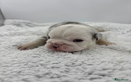 English Bulldog dogs for sale: 10 British Bulldog puppies 🐶  - Image 36