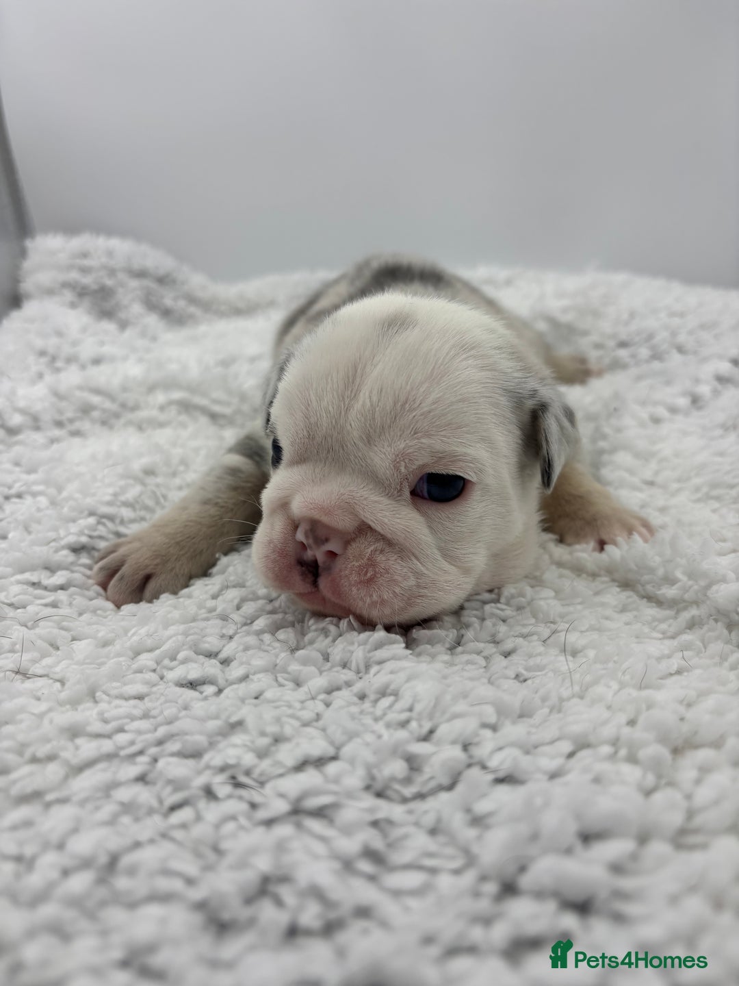 English Bulldog dogs for sale: 10 British Bulldog puppies 🐶  - Image 36