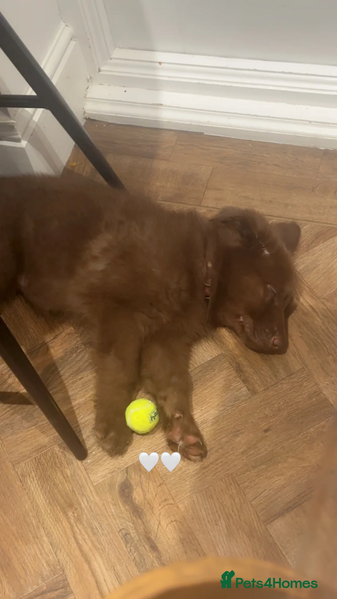 German Shepherd dogs for sale: Beautiful German Shepherd Girl  in Sheffield - Advert 2