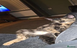 Domestic Shorthair cats for sale: £10. 17 week old cat - Image 2