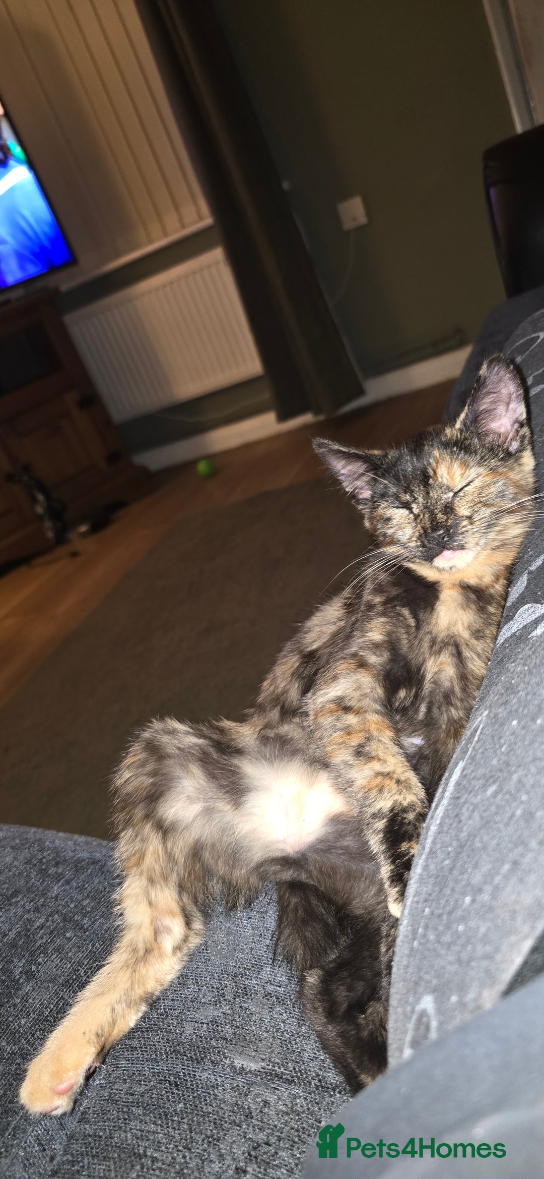 Domestic Shorthair cats for sale: £10. 17 week old cat - Image 2