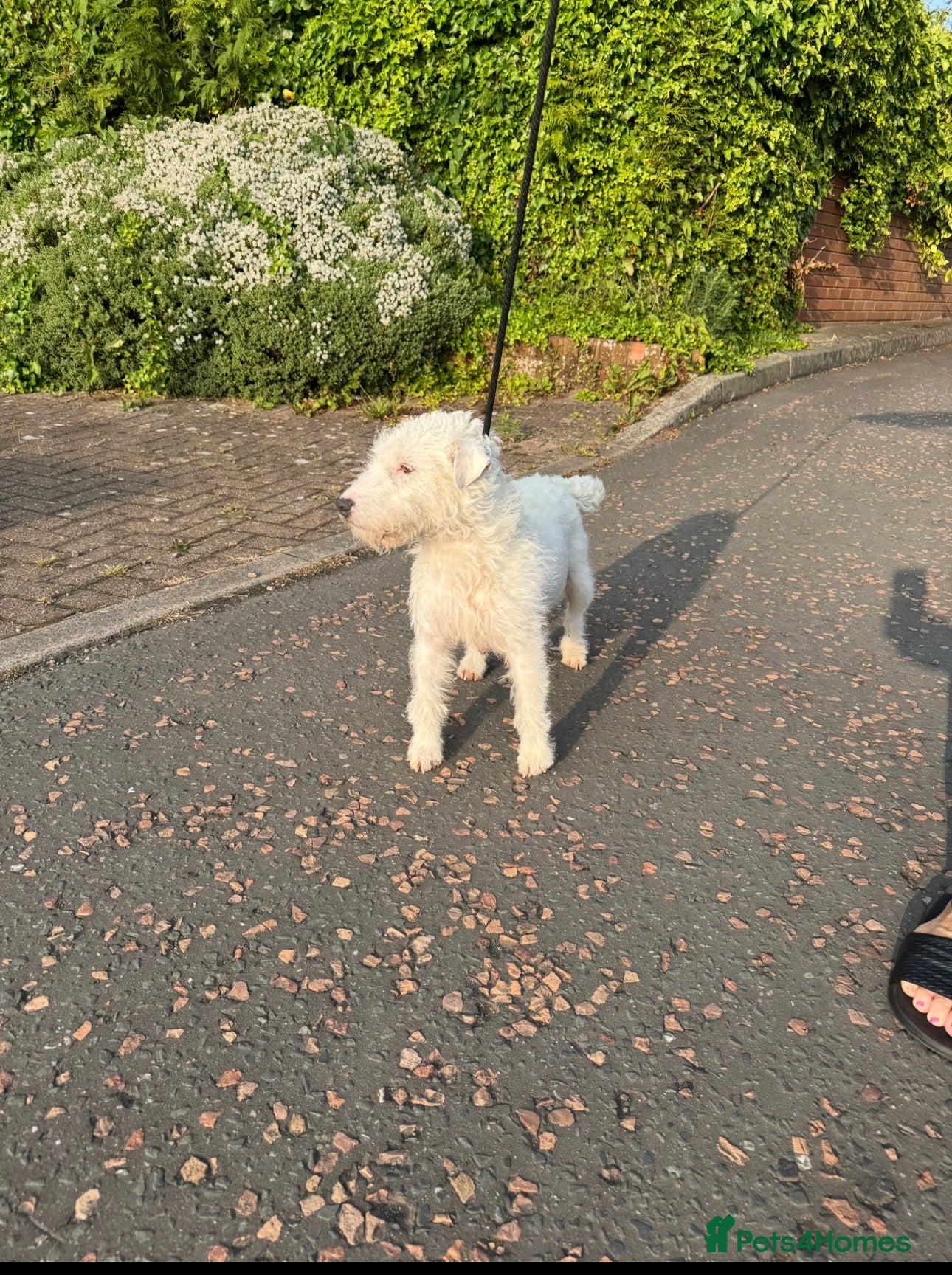 Lakeland Terrier dogs Working Lakeland terrier puppies  - Advert 2
