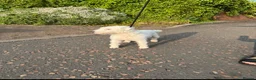 Lakeland Terrier dogs for sale: Working Lakeland terrier puppies  - Advert 2