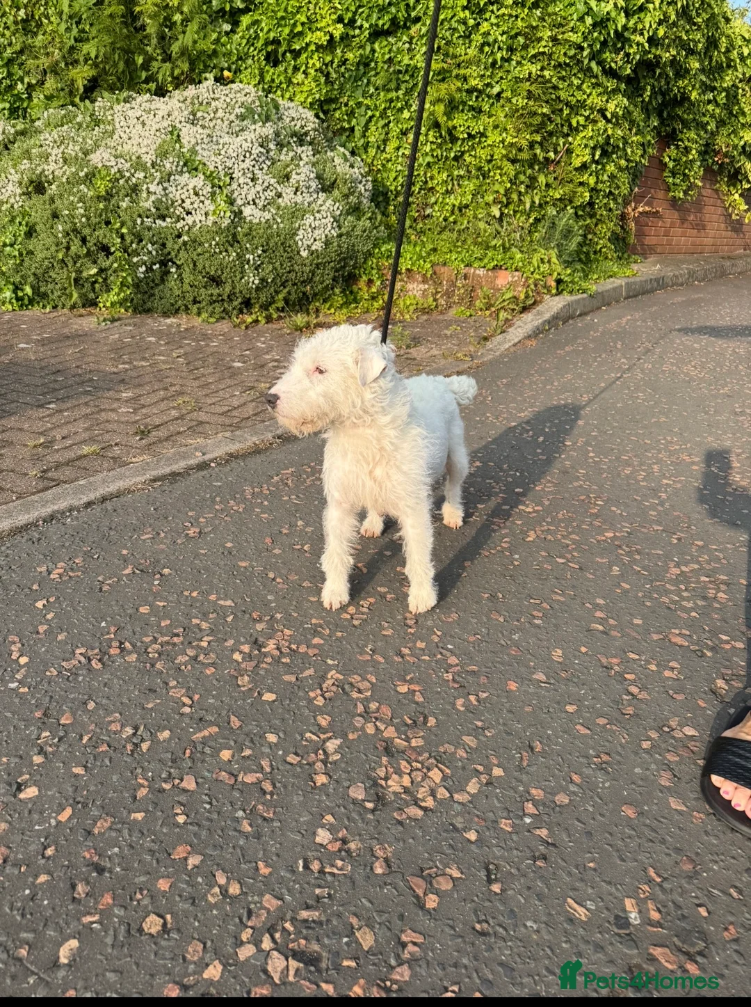 Lakeland Terrier dogs for sale: Working Lakeland terrier puppies  - Advert 2