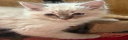 Ragdoll cats for sale: Beautiful Ragdoll Kittens READY NOW - Advert 14