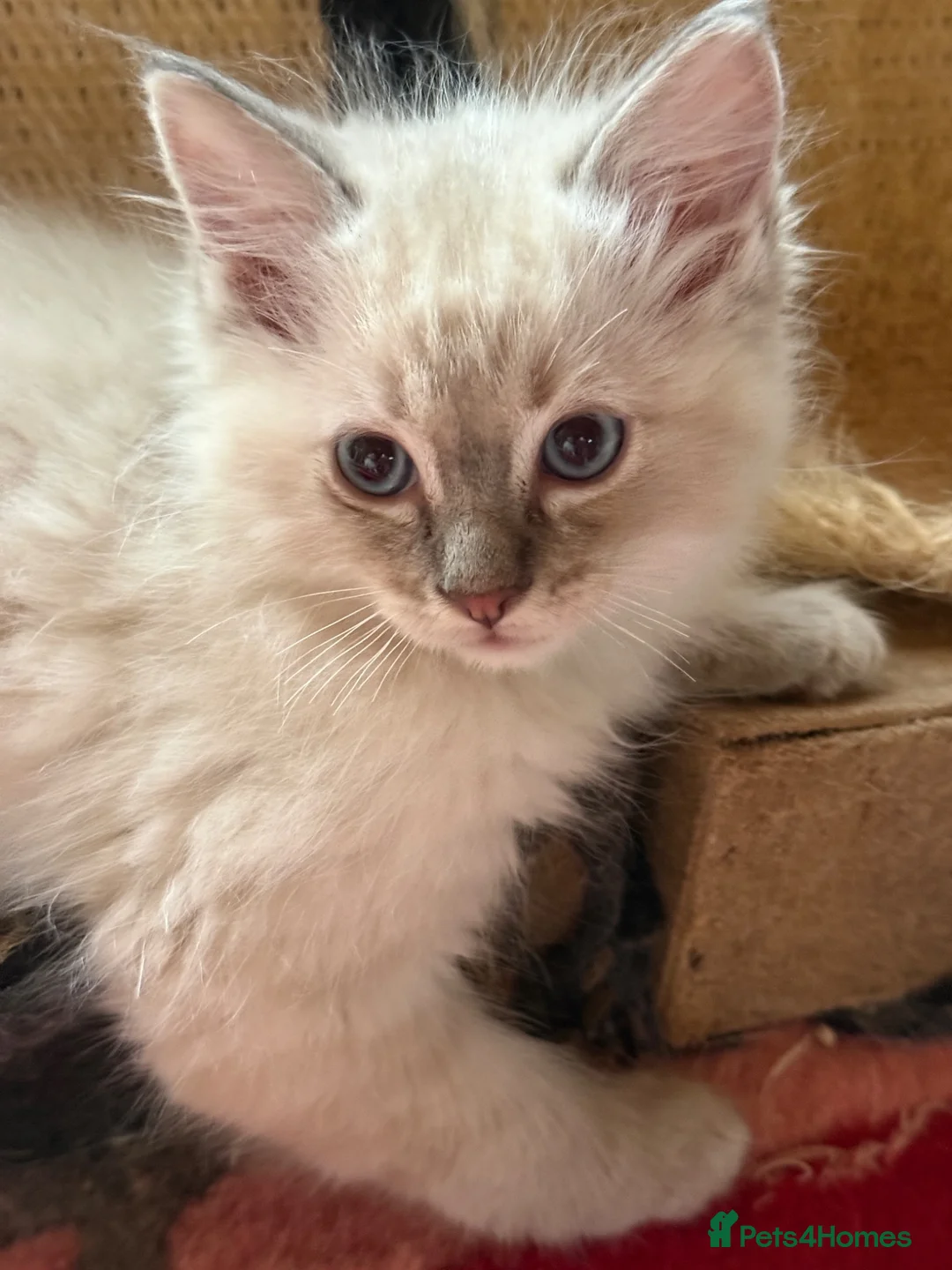 Ragdoll cats for sale: Beautiful Ragdoll Kittens READY NOW - Advert 14