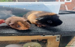 Guinea Pig rodents for sale: Mother and baby guinea pig  - Image 1