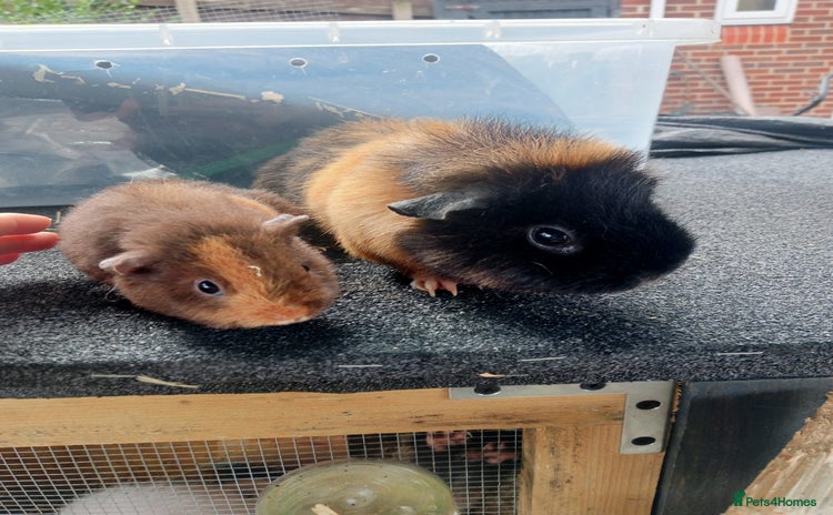 Guinea Pig rodents - Advert 1