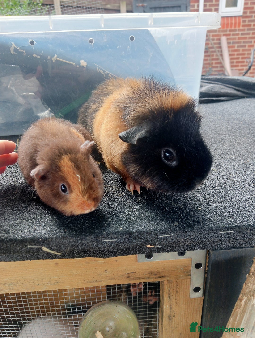 Guinea Pig rodents for sale: Mother and baby guinea pig  - Image 1
