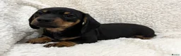 Miniature Dachshund dogs for sale: Miniature Smooth Haired Dachshunds  - Advert 2