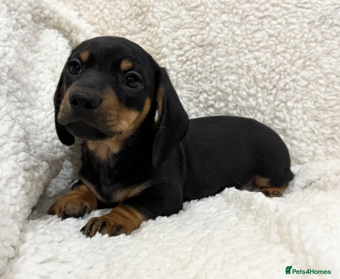 Miniature Dachshund dogs for sale: Miniature Smooth Haired Dachshunds  - Advert 2