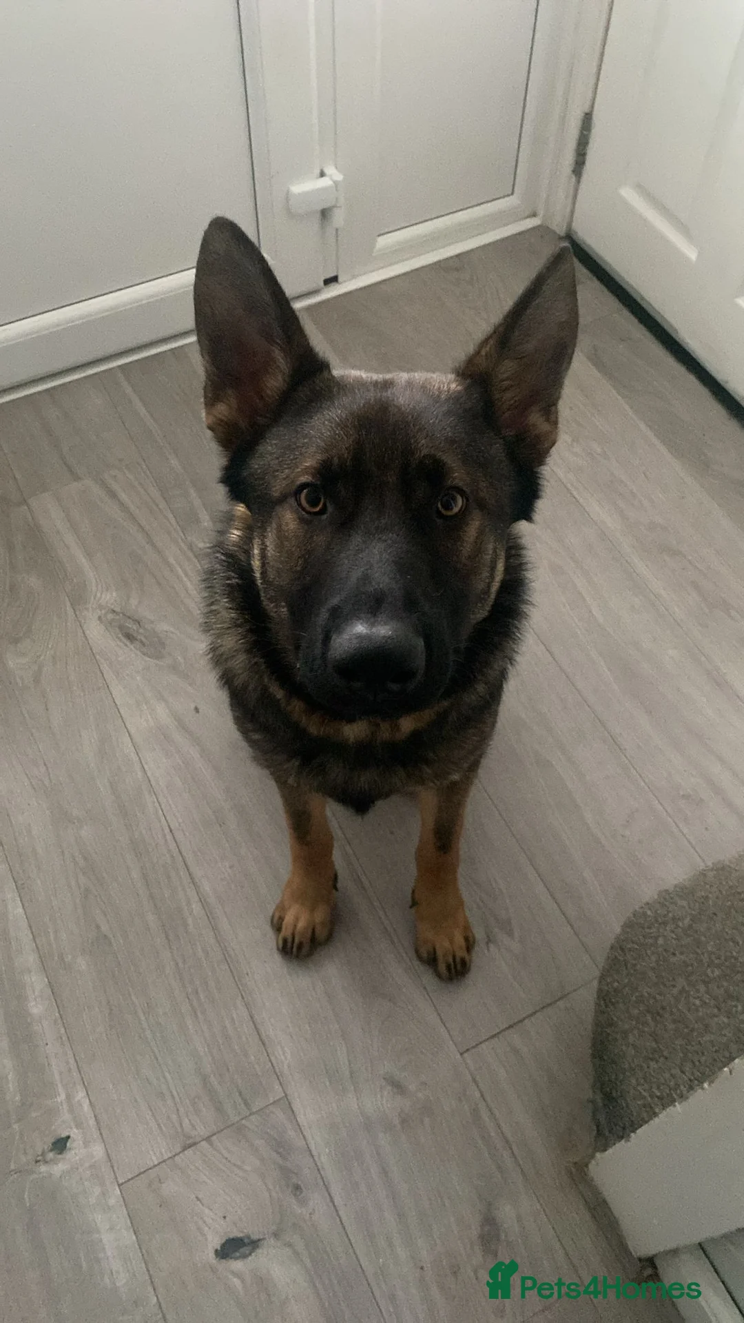 German Shepherd dogs for sale: Tej boy in Coventry - Advert 3