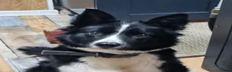 Border Collie dogs for sale: Border Collie Pups - Advert 7