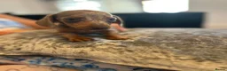 Dachshund dogs for sale: Miniature Dachshund  in Nelson - Advert 7