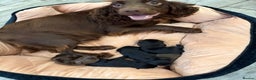 Cocker Spaniel dogs for sale: Working Cocker Spaniel Pups - Advert 1