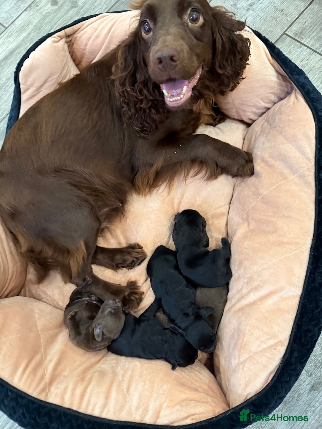 Cocker Spaniel dogs for sale: Working Cocker Spaniel Pups - Advert 1