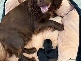 Cocker Spaniel dogs Working Cocker Spaniel Pups - Advert 3