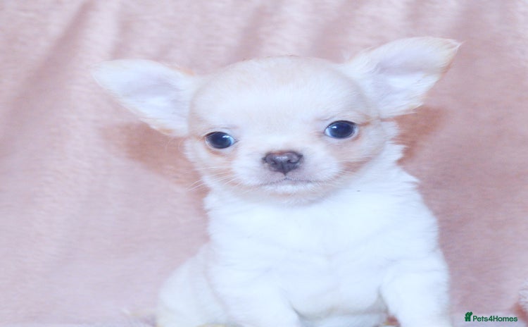 Chihuahua dogs - Advert 8