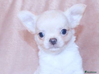 Chihuahua dogs - Advert 31