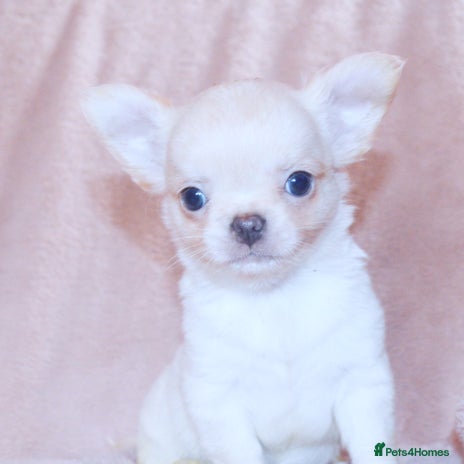 Chihuahua dogs - Advert 8